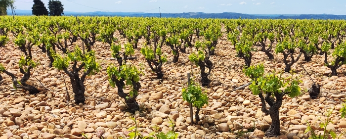  GUILLAUME GONNET VIGNERON